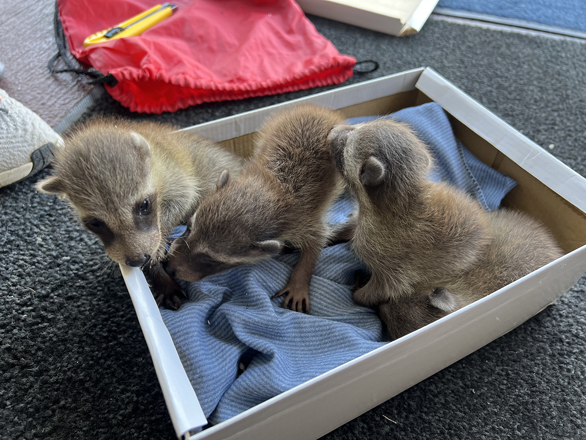 Removal of raccoons, squirrels, mice, ants, wasps, birds, and general pests