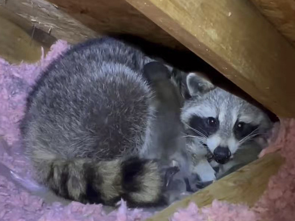 Animal excrement and carcass removal