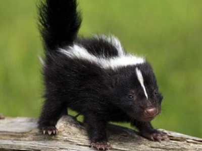 Skunk