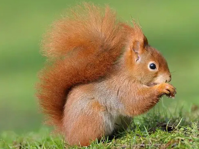 Squirrel