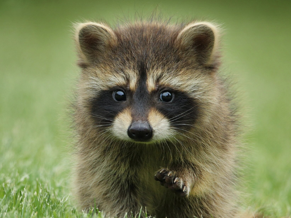 Raccoon